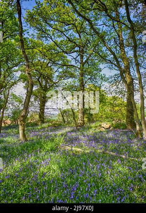 Darroch Bluebell Woods Banque D'Images