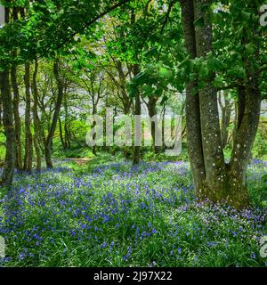 Darroch Bluebell Woods Banque D'Images