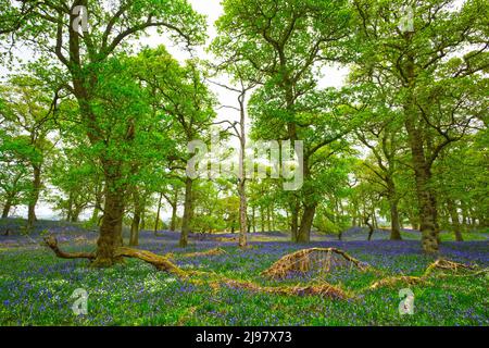 Darroch Bluebell Woods Banque D'Images
