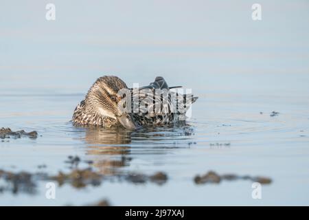 Garganey, spatule querquedula, femelle de canard unique adulte se nourrissant dans l'eau, Ultima Frontiera, Roumanie, 24 avril 2022 Banque D'Images