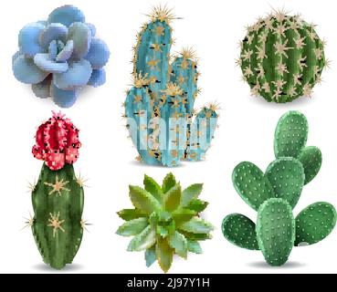 Plantes d'intérieur populaires éléments et succulents rosettes variétés y compris PIN coussin cactus collection réaliste collection de vecteur isolé Illustration de Vecteur