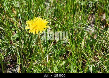Pissenlit jaune près de l'herbe verte Banque D'Images