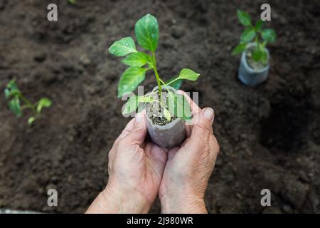 Les mains d'une vieille femme tiennent des plants de piments amers dans un pot. Plants de poivre amer préparés pour la plantation dans le sol. Banque D'Images