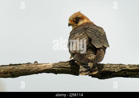 Faucon à pattes rouges Falco vesperpertinent, oiseau de la famille des faucidae, migrateur en Europe de l'est et en Asie, hivernant en Afrique. Assis sur la branche à l'intérieur Banque D'Images