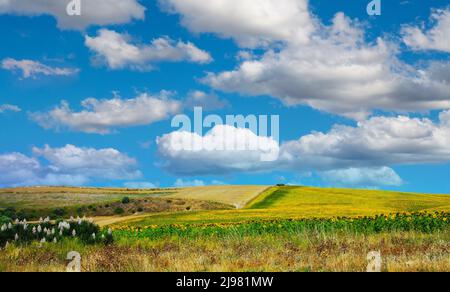 Magnifique espagnol calme paysage idyllique campagne, jaune tournesol champs collines, bleu ciel nuages moelleux - province de Cadix près d'Arcos de la Front Banque D'Images