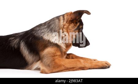 Berger allemand âgé de 21 semaines Banque D'Images