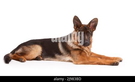 Berger allemand âgé de 21 semaines Banque D'Images