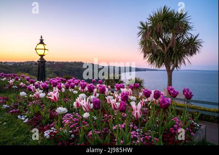 Babbacombe Downs au crépuscule Banque D'Images