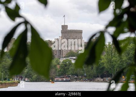 Windsor, Berkshire, Royaume-Uni. 21st mai 2022. Le majestueux château de Windsor à mesure que les châtaignes commencent à fleurir. Crédit : Maureen McLean/Alay Live News Banque D'Images