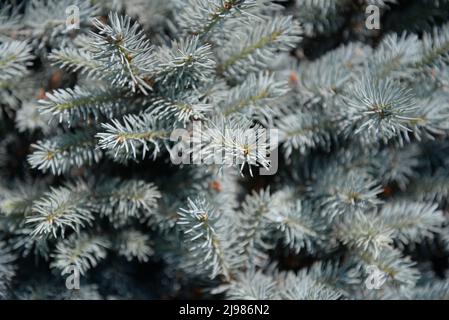 L'épinette bleue (Picea pungens), également connue sous le nom d'épinette verte, l'épinette blanche. Il est originaire de l'Amérique du Nord et se trouve naturellement en Arizona, en C. Banque D'Images