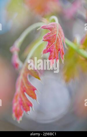 Chêne rouge du nord, Quercus rubra, feuilles émergeant des bourgeons en mai dans le centre du Michigan, aux États-Unis Banque D'Images