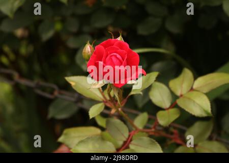 Rose rouge dans le jardin Banque D'Images