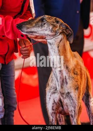 Portrait de tête de Greyhound espagnol bringé avec la main sur le cou Banque D'Images