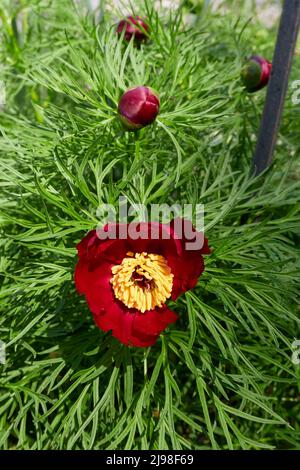 Paeonia tenuifolia en fleur Banque D'Images