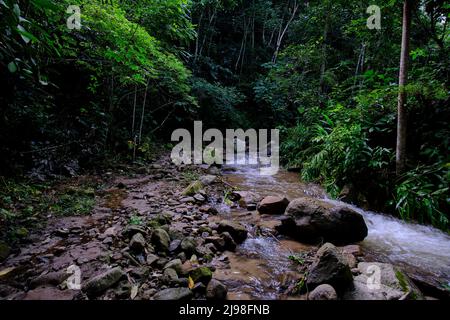 Intérieur de la jungle centrale du Pérou, végétation dense avec des rivières et des cascades pleines de pureté et de tranquillité. Banque D'Images