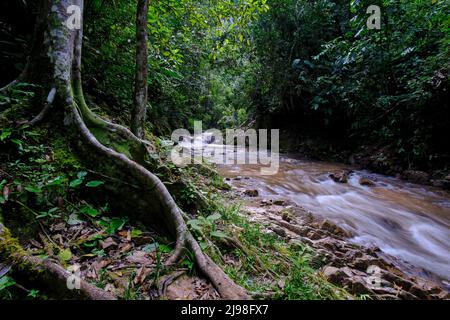 Intérieur de la jungle centrale du Pérou, végétation dense avec des rivières et des cascades pleines de pureté et de tranquillité. Banque D'Images