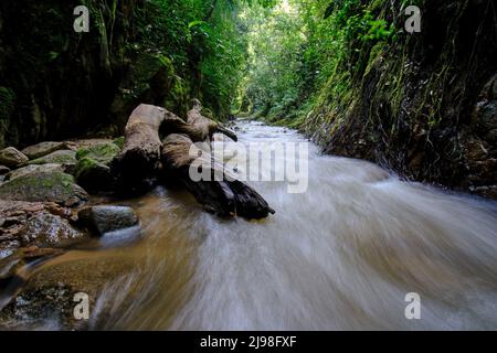 Intérieur de la jungle centrale du Pérou, végétation dense avec des rivières et des cascades pleines de pureté et de tranquillité. Banque D'Images