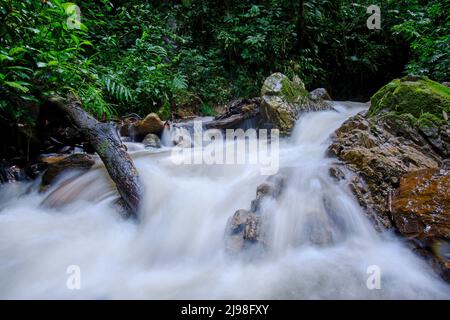 Intérieur de la jungle centrale du Pérou, végétation dense avec des rivières et des cascades pleines de pureté et de tranquillité. Banque D'Images