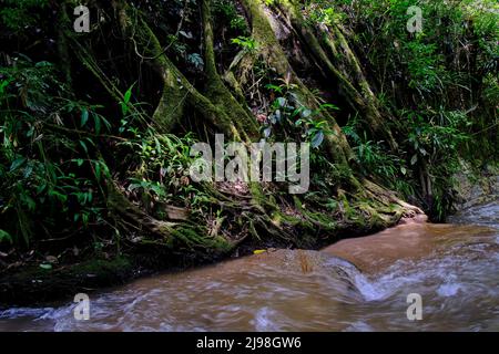 Intérieur de la jungle centrale du Pérou, végétation dense avec des rivières et des cascades pleines de pureté et de tranquillité. Banque D'Images