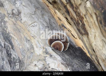 Champignons sauvages Banque D'Images