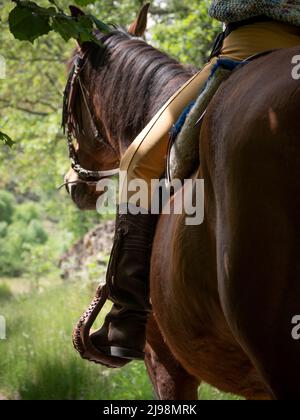 Vue à dos d'une femelle à cheval sur un cheval andalou de châtaignier le jour du printemps dans la campagne. Banque D'Images