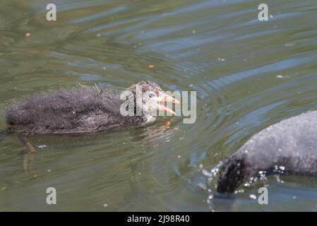 Foulque macroule (Fulica atra) chick Banque D'Images