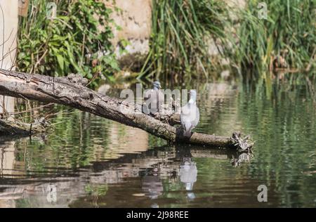 Paire de cochons en bois (Columba palumbus) Banque D'Images