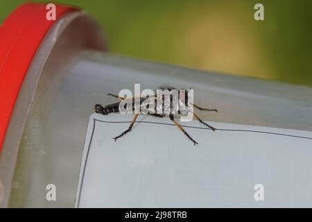 La mouche à tête commune mâle (Neoitamus cyanurus), une espèce de mouches à talons aiguilles appartenant à la famille des Asilidae. Sur une casserole en plastique, jardin hollandais. Ressort, Banque D'Images