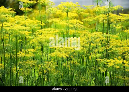 Aneth fleuri dans le jardin Banque D'Images