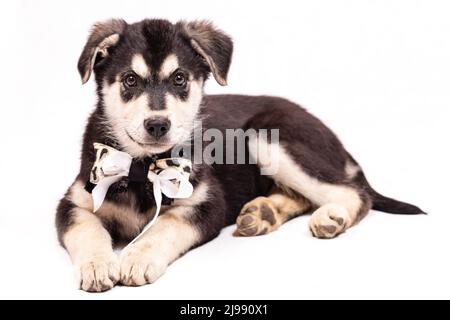 Portrait d'un grand chiot mongrel avec un arc autour de son cou. Couleur noire avec des marques marron clair, isolée sur un fond blanc Banque D'Images