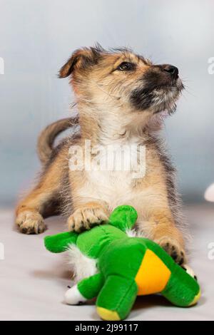 Portrait d'un chiot rouge drôle dans le studio sur un fond clair avec un jouet doux le chiot est étrange et maladroit, mais très mignon et sera un fidèle f Banque D'Images