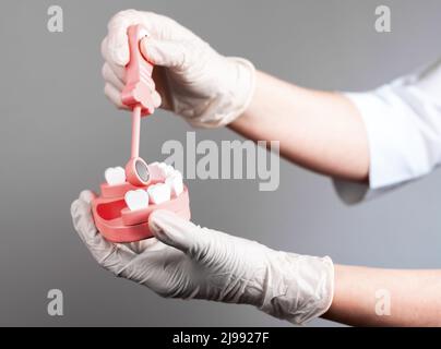 Dentiste utilisant le miroir pour l'examen des dents au modèle de mâchoire. Médecin vérifiant les dents et les gencives avec l'instrument buccal. Contrôle dentaire, concept d'hygiène buccale. Photo de haute qualité Banque D'Images