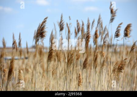 Schilfgürtel BEI Rust am Neusiedler See im Burgenland, Österreich - ceinture de roseaux près de Rust sur le lac Neusiedl à Burgenland, Autriche Banque D'Images