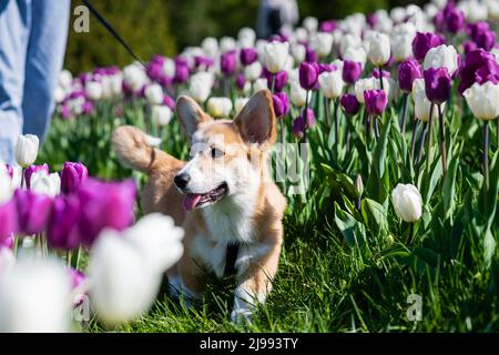 Pembroke gallois corgi sur une laisse marche un pré avec des tulipes. En regardant sur le côté. Banque D'Images