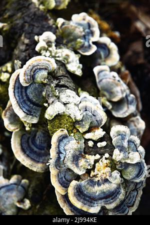 Fond nature un groupe de détruire les champignons du bois sur bois Banque D'Images