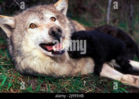 Loup gris et jeunes bébés Banque D'Images