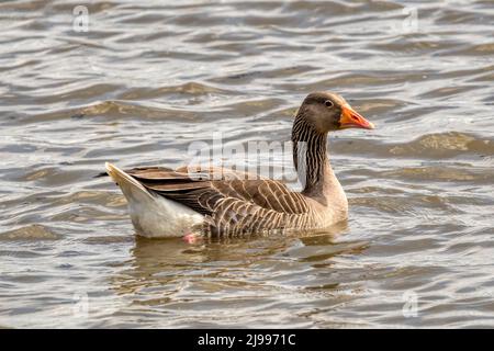 L'oie des graylag, Anser anser, nageant dans le marais d'eau douce de la réserve de Titchwell RSPB. Banque D'Images