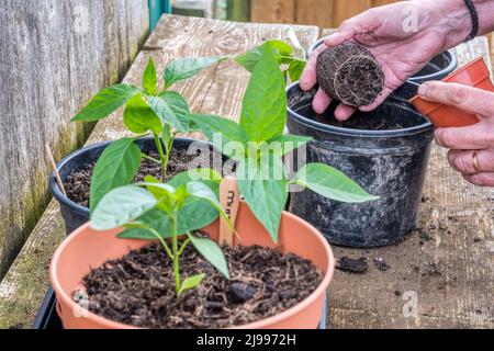 Femme qui empote des plantes de Chili sur un banc d'empotage dans son jardin potager. Banque D'Images