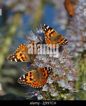 Aile supérieure de papillon lady peint, se nourrissant d'une fleur en fleur. Vanessa cardui est un papillon coloré bien connu. Les papillons sont des insectes, ont l Banque D'Images