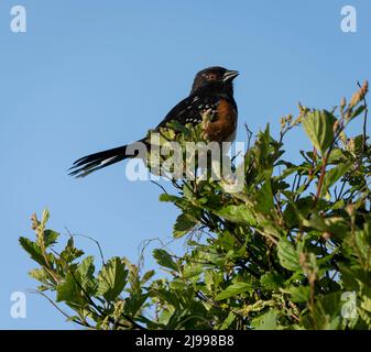 Un tochee tacheté (Pipilo maculatus) qui patchait dans un arbre du parc Beacon Hill à Victoria, en Colombie-Britannique, au Canada. Banque D'Images