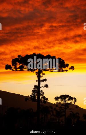 Grand arbre Araucaria silhouetté contre le ciel au coucher du soleil, Urubici, Santa Catarina, Brésil Banque D'Images