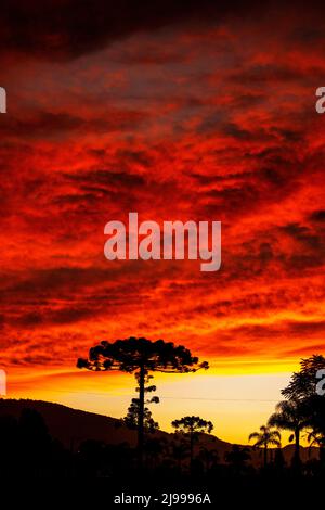 Grand arbre Araucaria silhouetté contre le ciel au coucher du soleil, Urubici, Santa Catarina, Brésil Banque D'Images