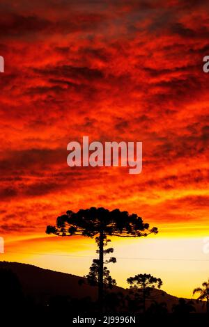 Grand arbre Araucaria silhouetté contre le ciel au coucher du soleil, Urubici, Santa Catarina, Brésil Banque D'Images