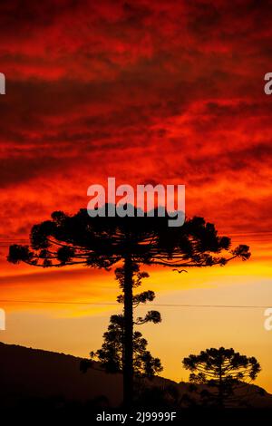 Grand arbre Araucaria silhouetté contre le ciel au coucher du soleil, Urubici, Santa Catarina, Brésil Banque D'Images