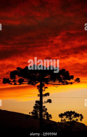 Grand arbre Araucaria silhouetté contre le ciel au coucher du soleil, Urubici, Santa Catarina, Brésil Banque D'Images