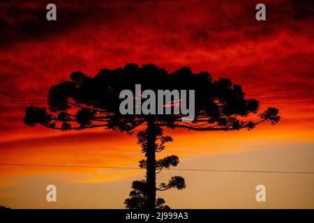 Grand arbre Araucaria silhouetté contre le ciel au coucher du soleil, Urubici, Santa Catarina, Brésil Banque D'Images