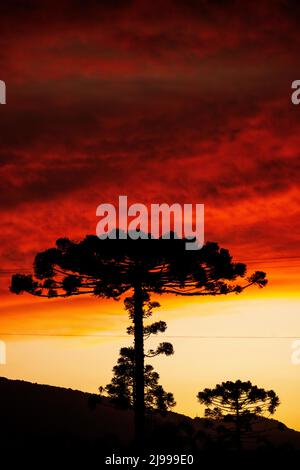 Grand arbre Araucaria silhouetté contre le ciel au coucher du soleil, Urubici, Santa Catarina, Brésil Banque D'Images