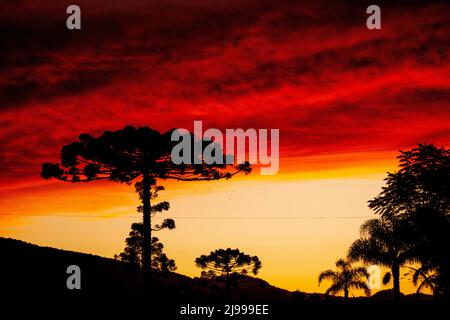 Grand arbre Araucaria silhouetté contre le ciel au coucher du soleil, Urubici, Santa Catarina, Brésil Banque D'Images