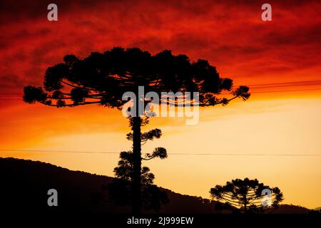 Grand arbre Araucaria silhouetté contre le ciel au coucher du soleil, Urubici, Santa Catarina, Brésil Banque D'Images