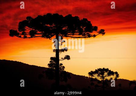 Grand arbre Araucaria silhouetté contre le ciel au coucher du soleil, Urubici, Santa Catarina, Brésil Banque D'Images